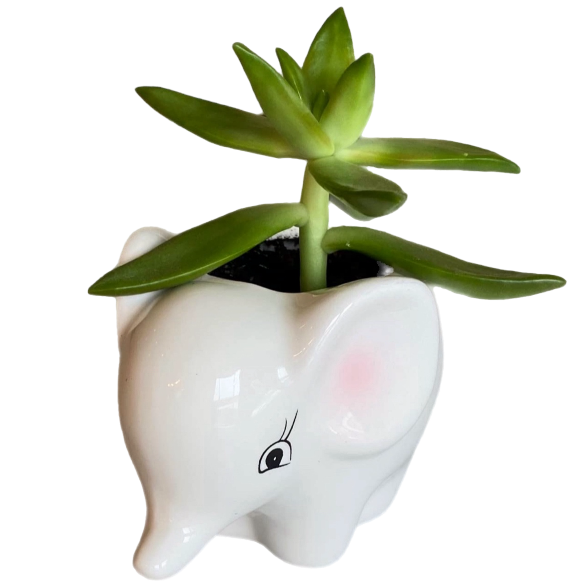 Elephant Pet Pot