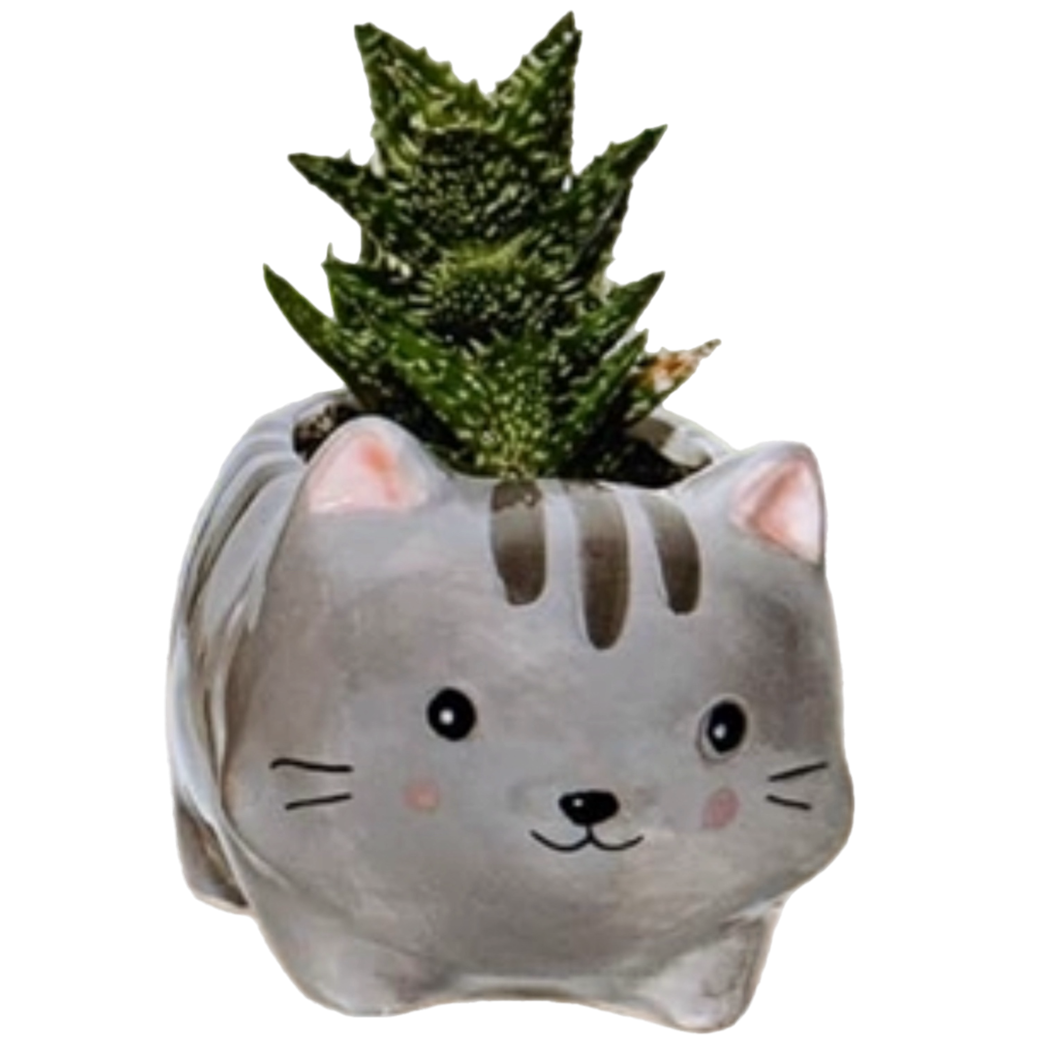 Cat Pet Pot