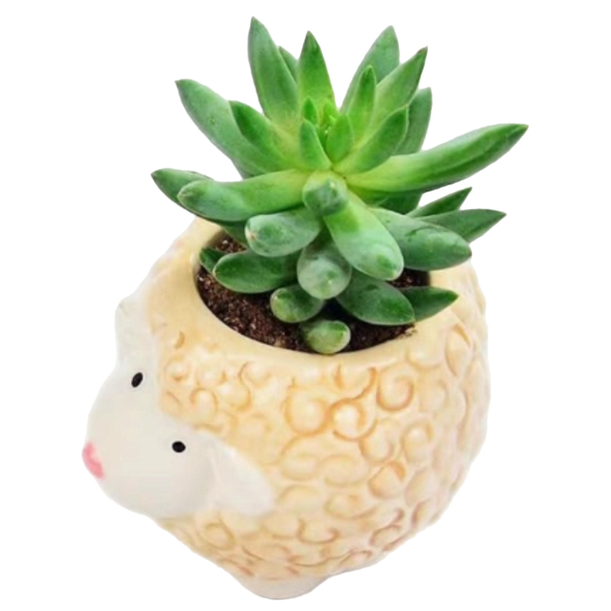 E339E6F3-9618-42BA-82B3-DA76AFCA21E0.png
