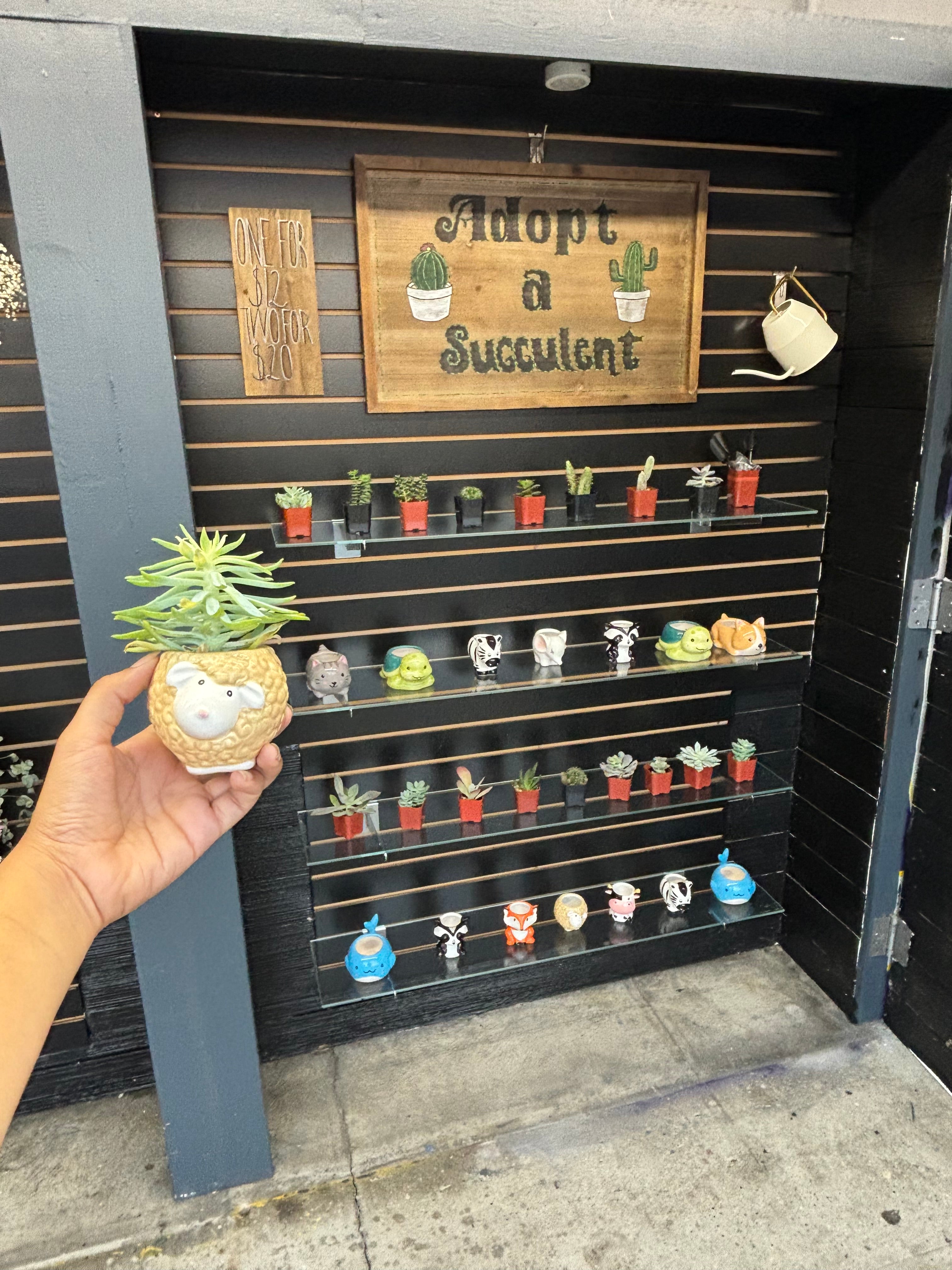 Adopt A Succulent