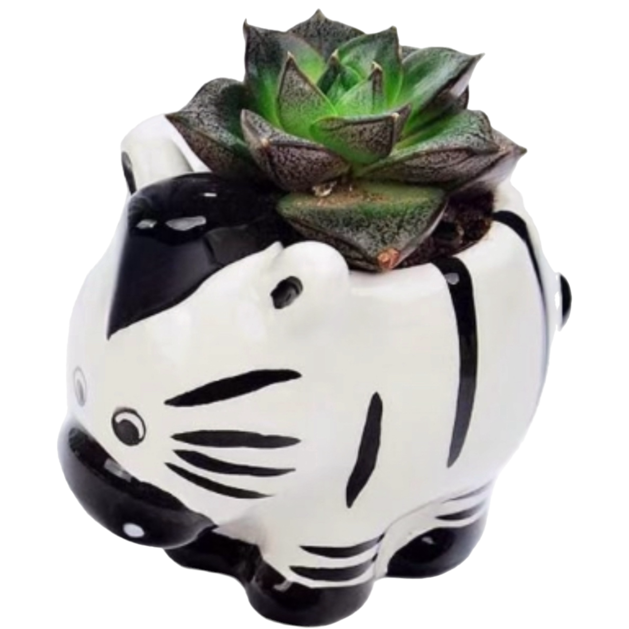 Zebra Pet Pot